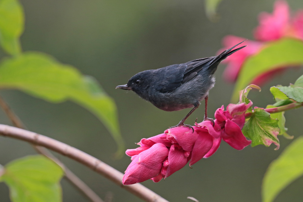 Slaty Flowerpiercer